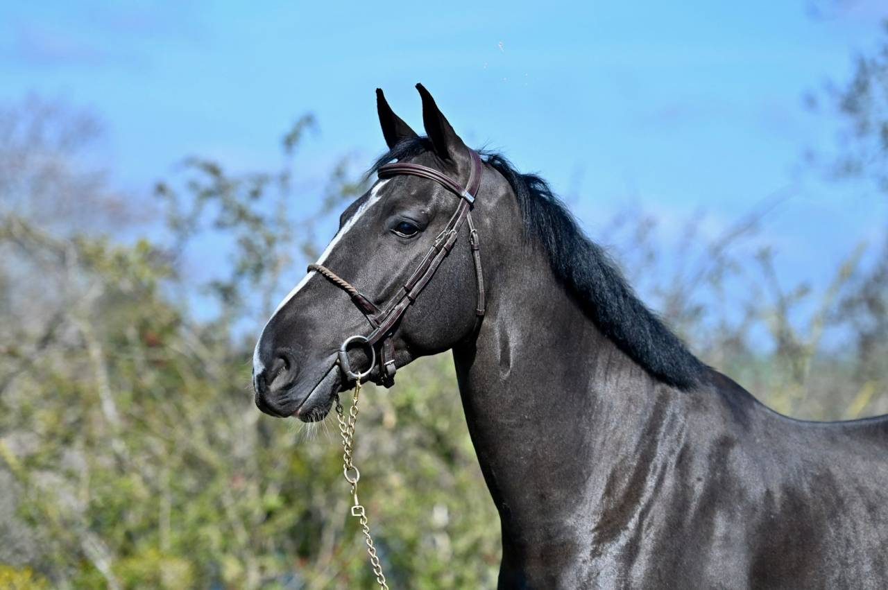 Gelding BWP Belgian Warmblood For sale 2021 Black