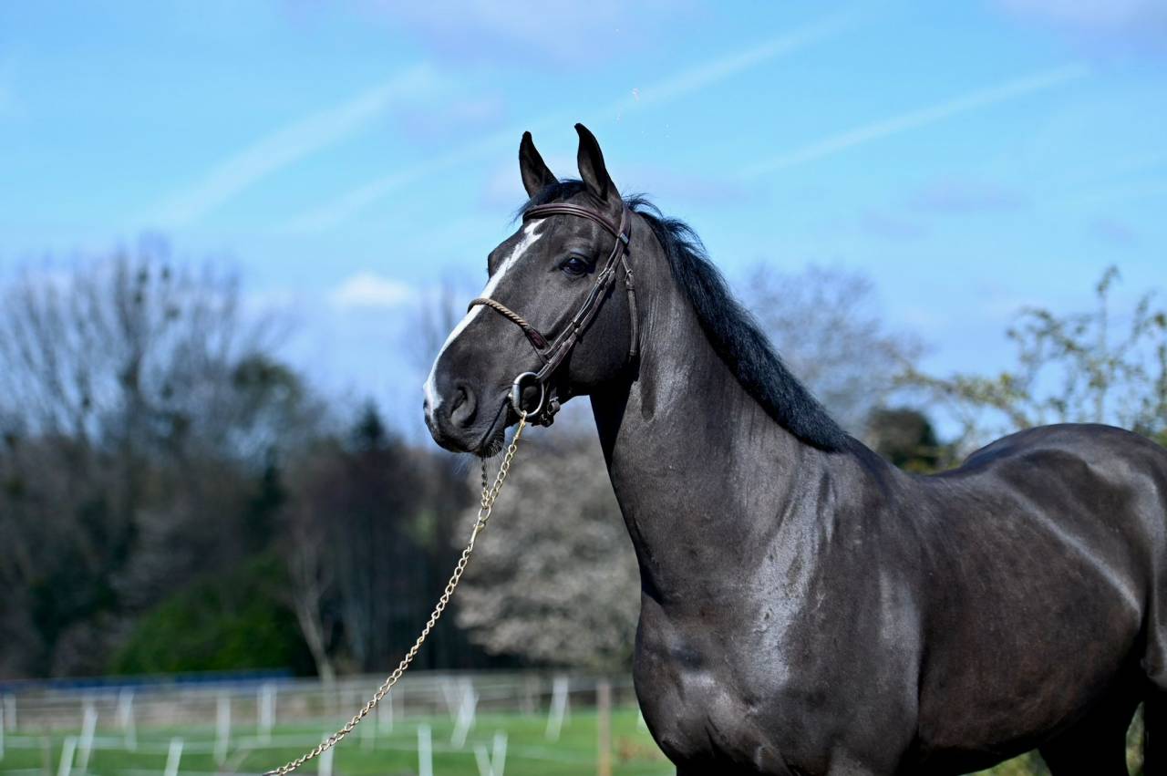 Gelding BWP Belgian Warmblood For sale 2021 Black