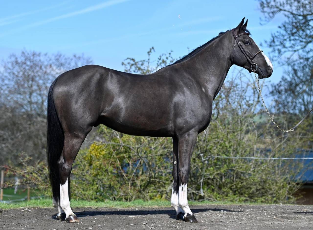 Gelding BWP Belgian Warmblood For sale 2021 Black