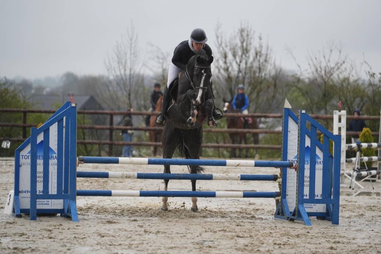 Gelding BWP Belgian Warmblood For sale 2021 Black