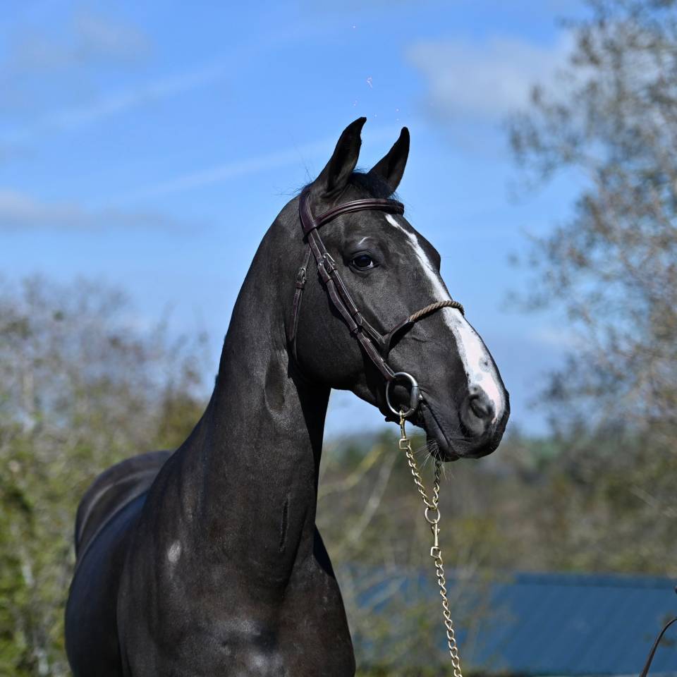 Gelding BWP Belgian Warmblood For sale 2021 Black