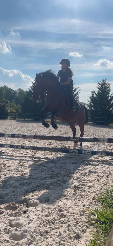 Mare French Trotter For sale 2019 Bay