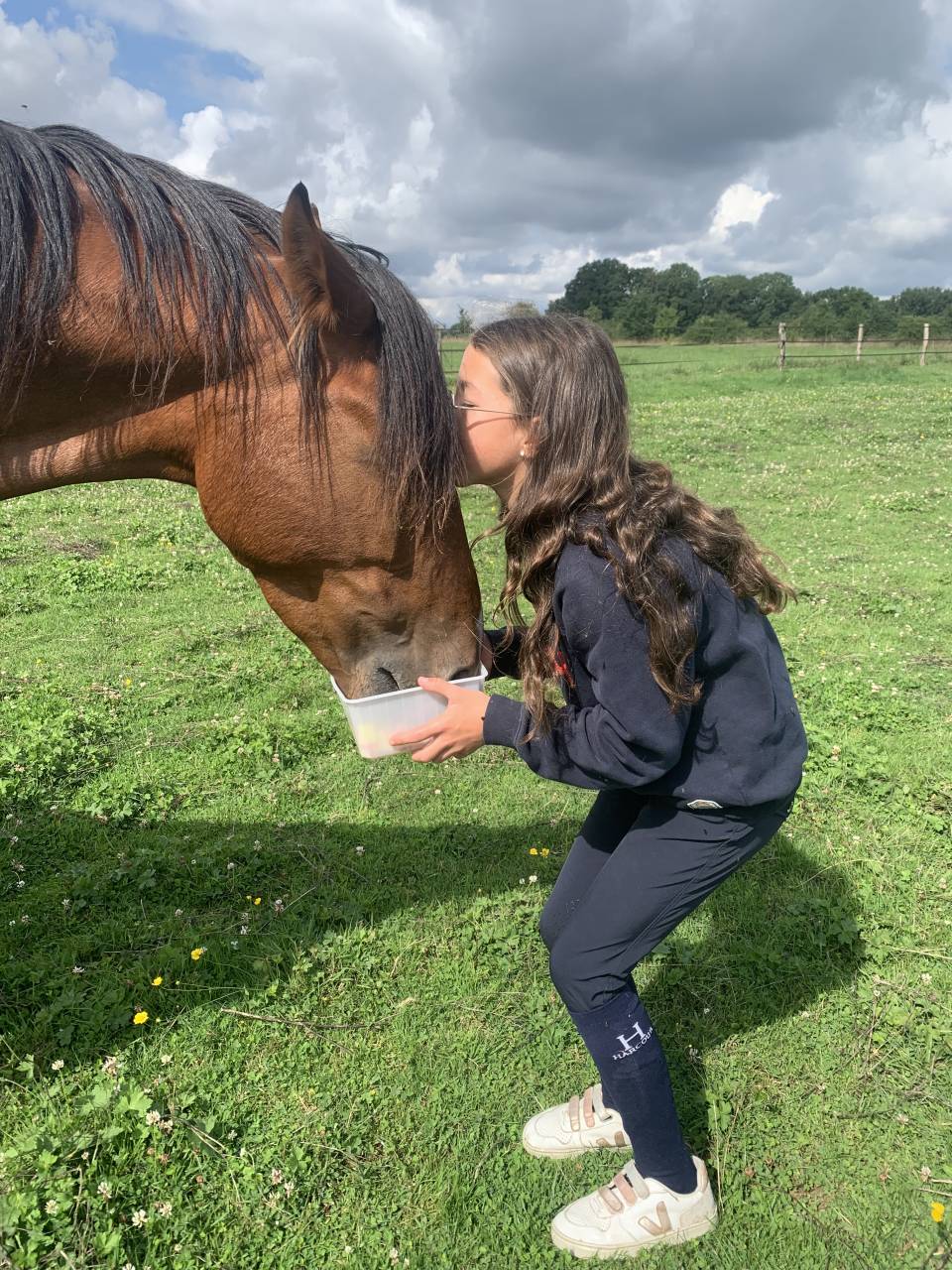 Mare French Trotter For sale 2019 Bay