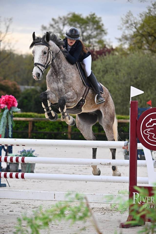 Gelding Origin Recorded For sale 2019 Other color