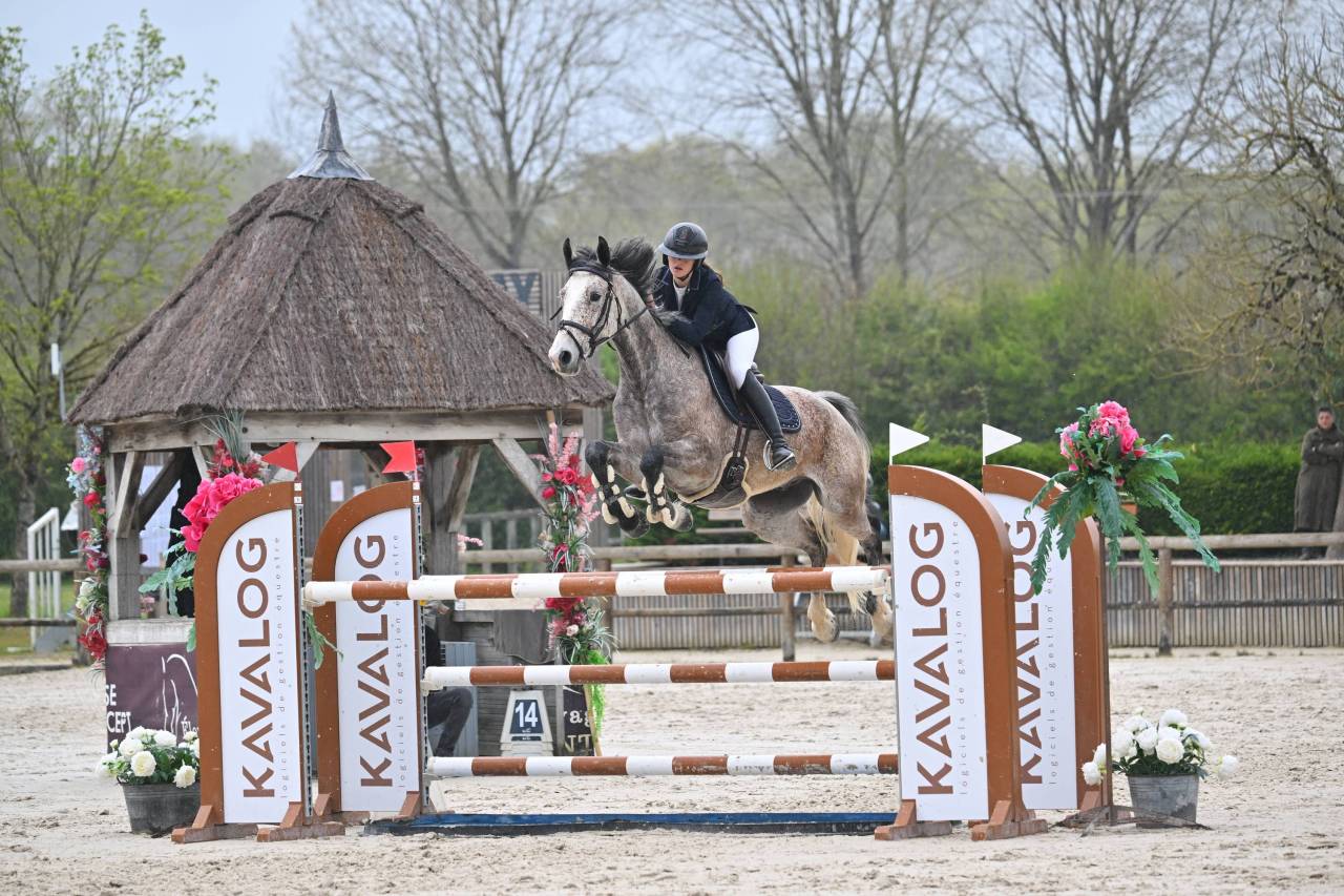 Gelding Origin Recorded For sale 2019 Other color