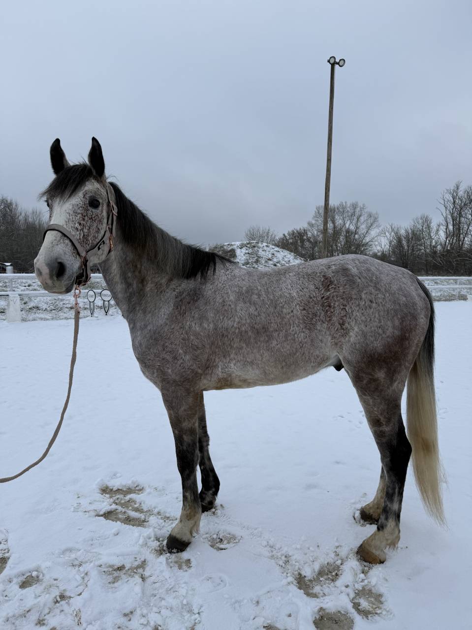 Gelding Origin Recorded For sale 2019 Other color