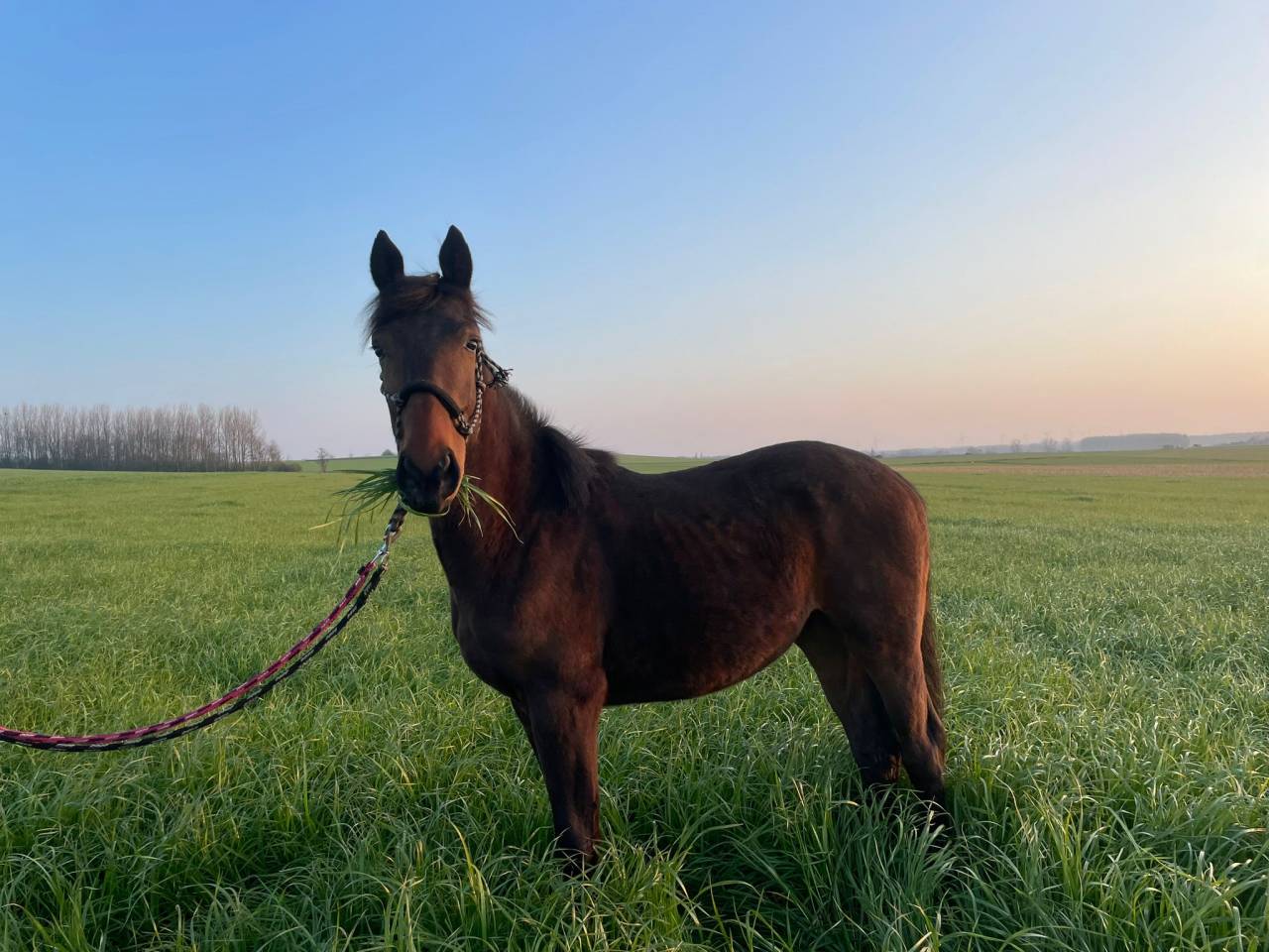 Colt BWP Belgian Warmblood For sale 2024 Bay