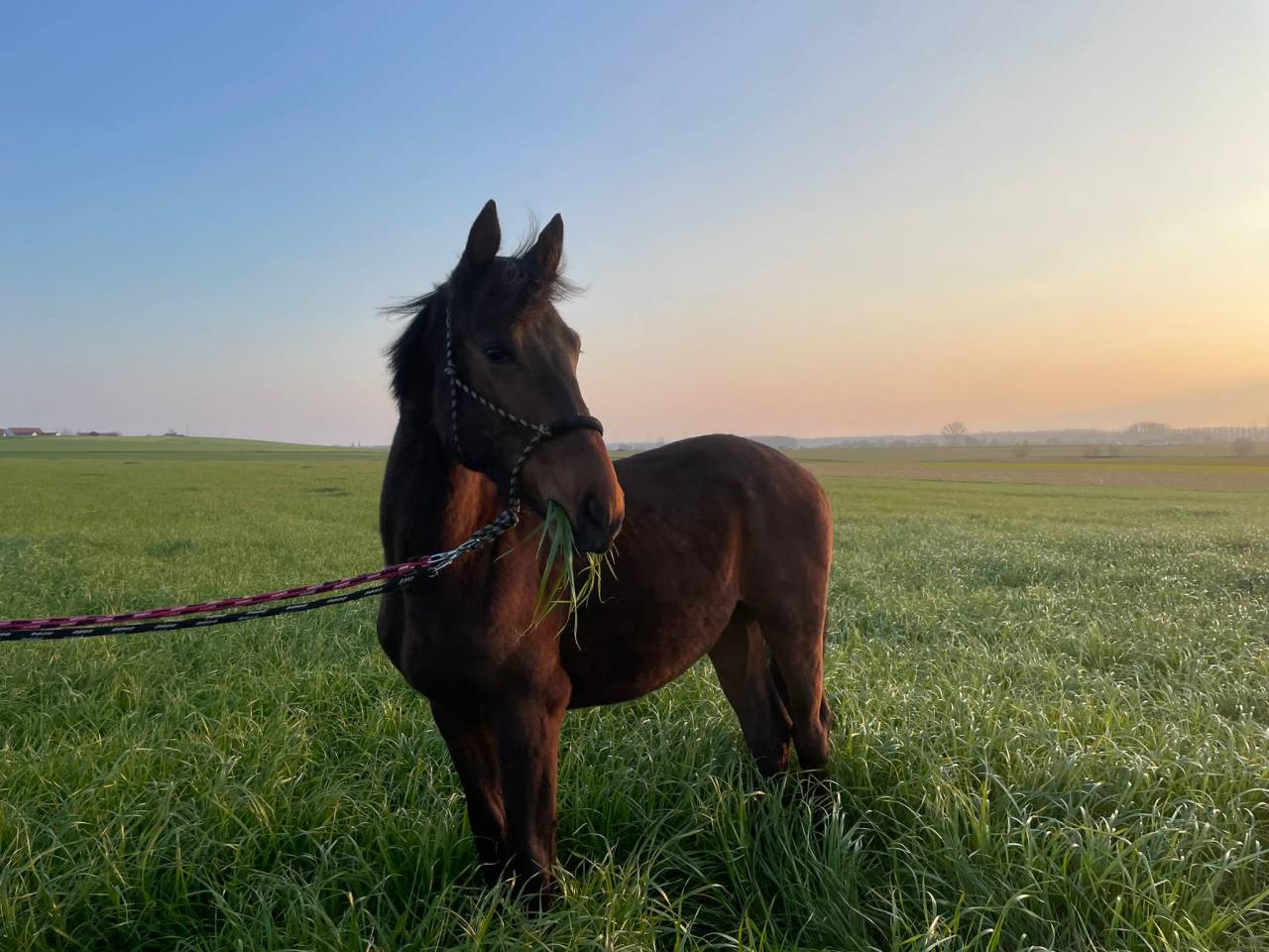 Colt BWP Belgian Warmblood For sale 2024 Bay