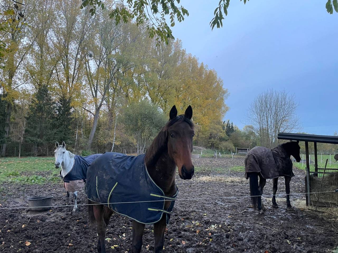 Colt BWP Belgian Warmblood For sale 2024 Bay