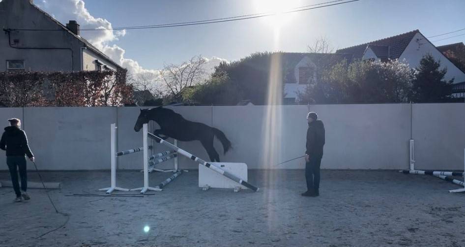 Colt BWP Belgian Warmblood For sale 2024 Bay