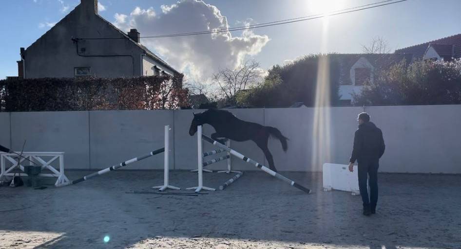 Colt BWP Belgian Warmblood For sale 2024 Bay
