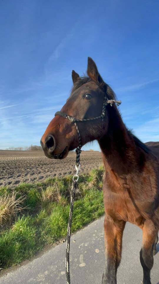 Colt BWP Belgian Warmblood For sale 2024 Bay