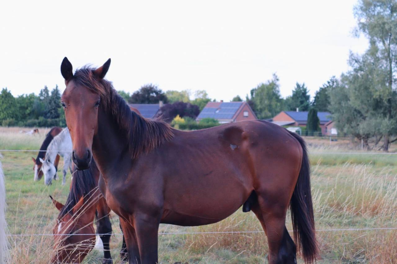 Colt BWP Belgian Warmblood For sale 2024 Bay