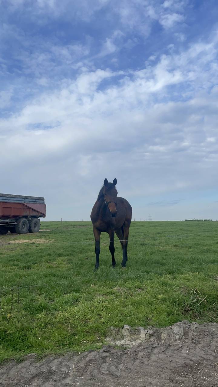 Colt BWP Belgian Warmblood For sale 2024 Bay