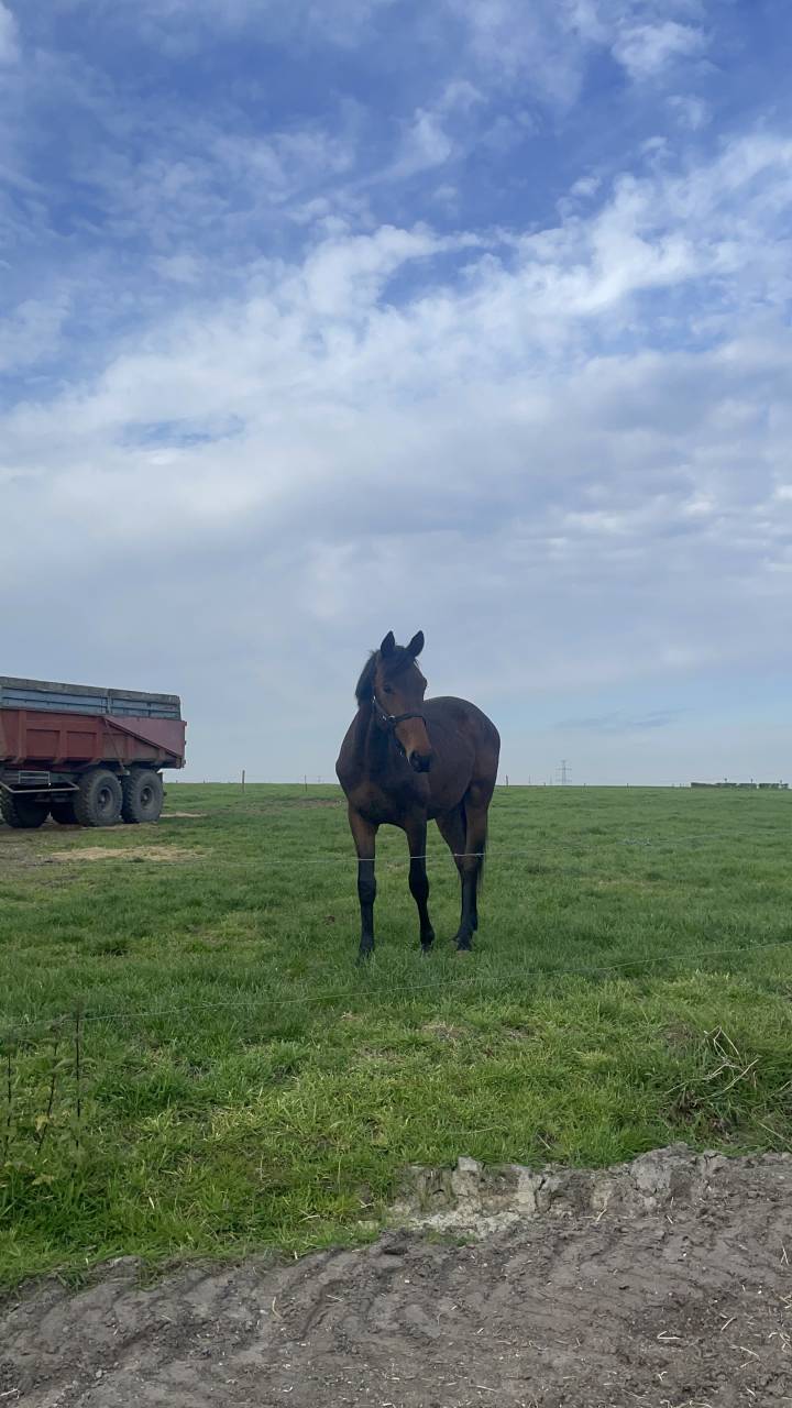 Colt BWP Belgian Warmblood For sale 2024 Bay