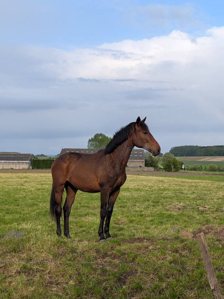 Colt BWP Belgian Warmblood For sale 2024 Bay