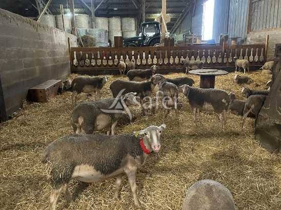 Other agricultural property  Maine-et-Loire