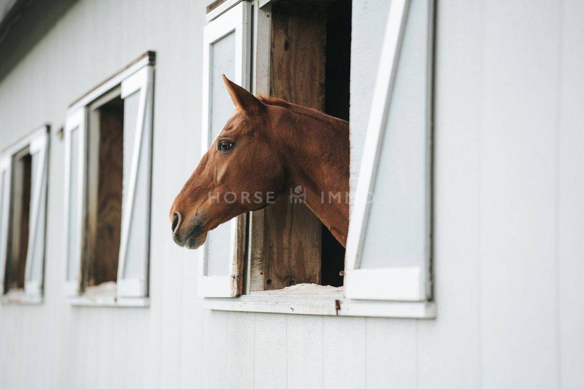 Stud farm  tarn