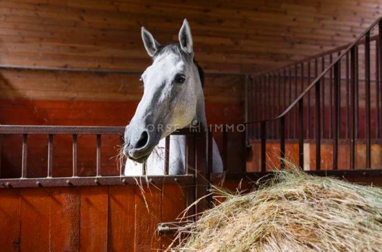 Stud farm  tarn