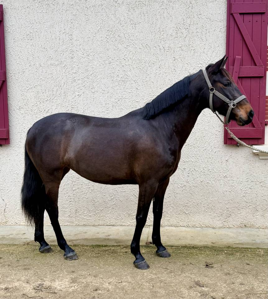 Mare No Origin Recorded For sale 2022 Bay