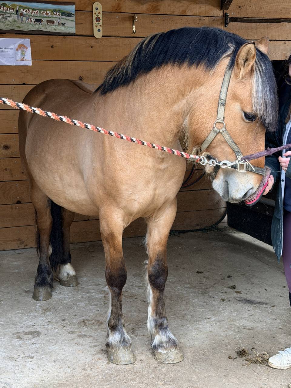 Entire No Origin Recorded For sale 2022 Buckskin