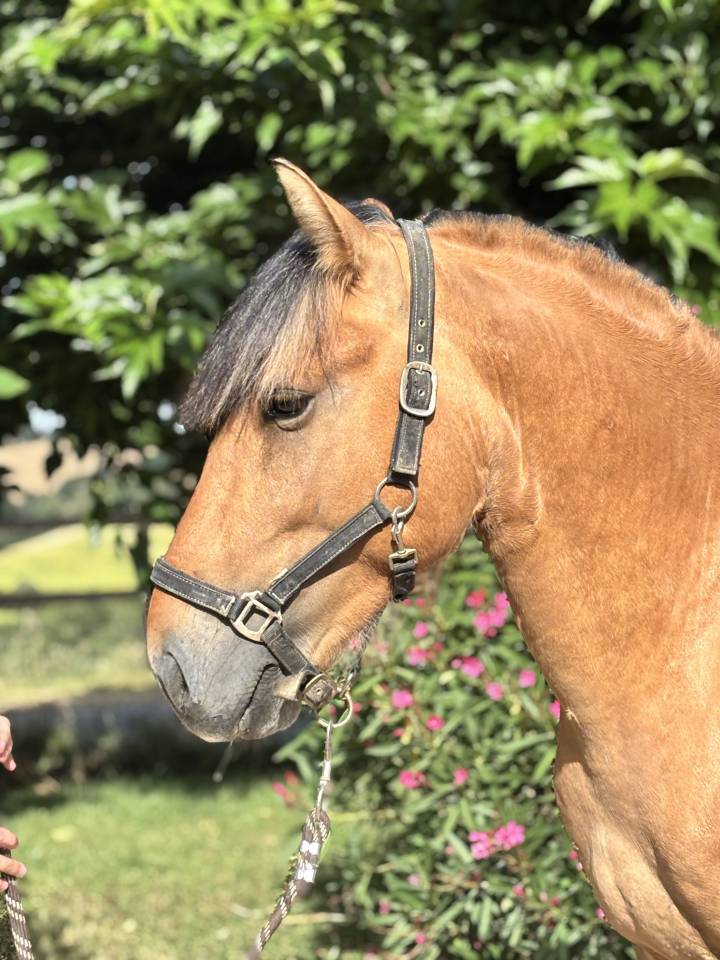 Entire No Origin Recorded For sale 2022 Buckskin