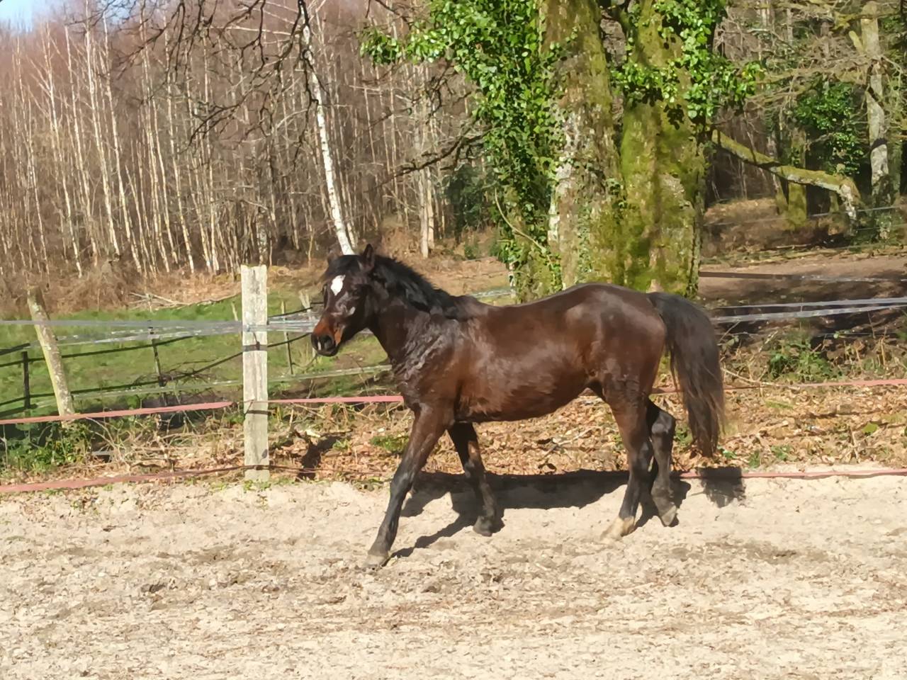 Filly French Saddle Pony For sale 2024 Dark Bay