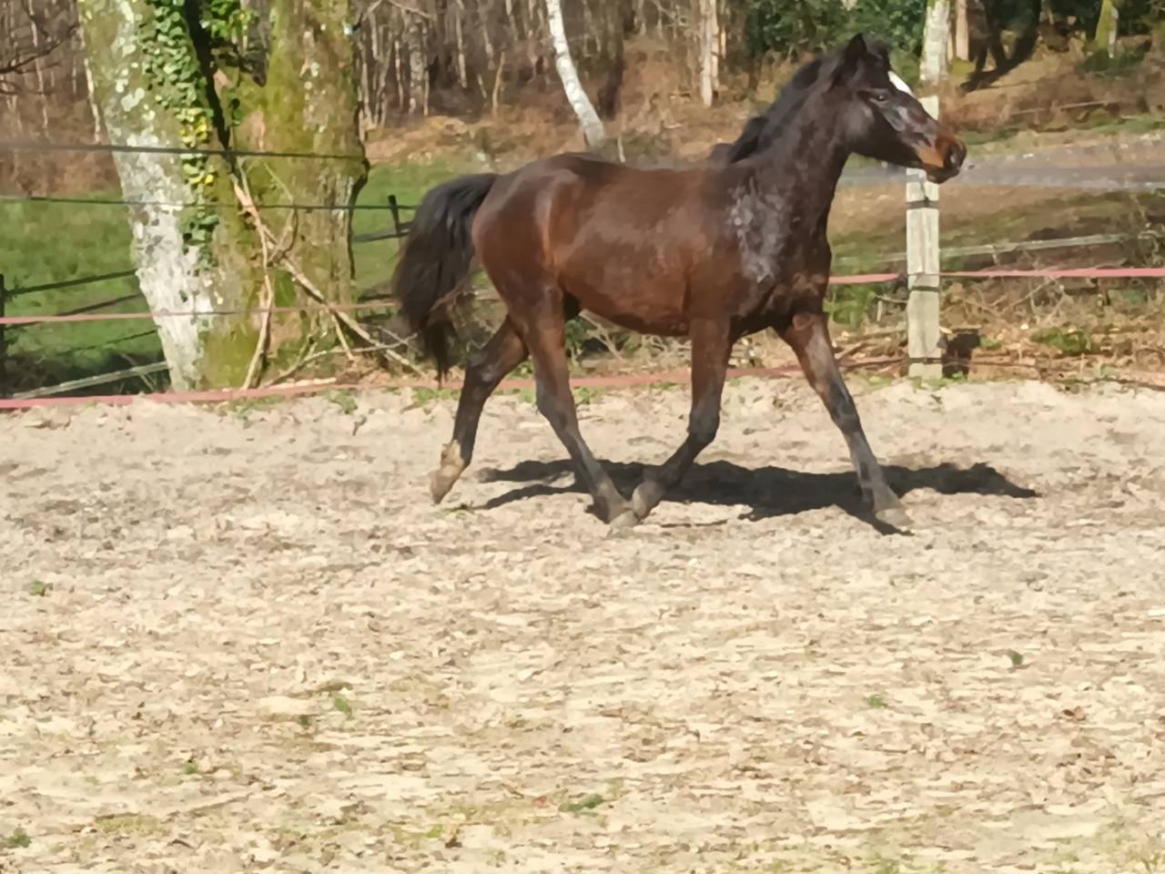 Filly French Saddle Pony For sale 2024 Dark Bay