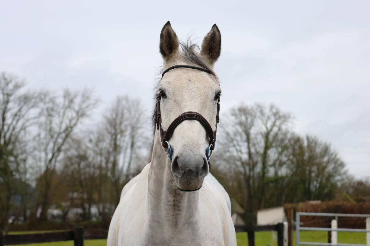 Gelding KWPN Dutch Warmblood For sale 2015 Grey