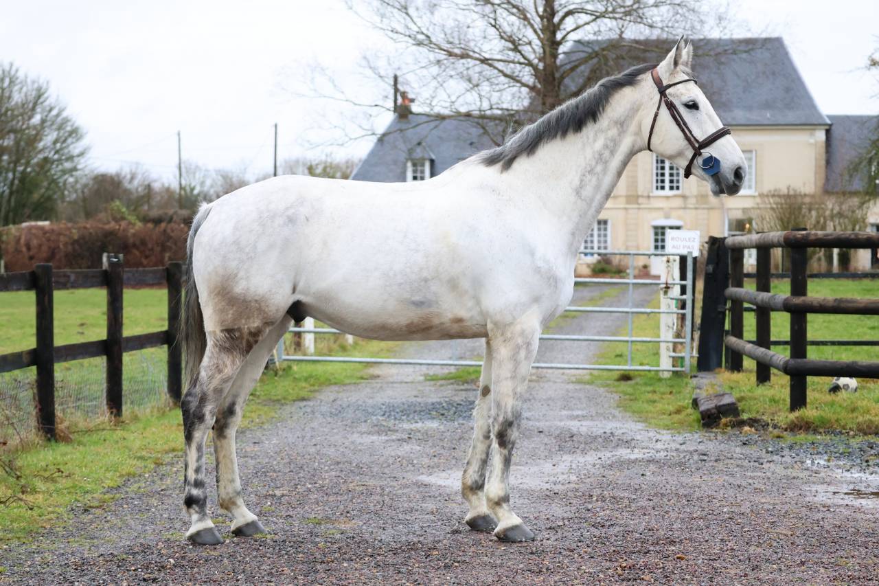 Gelding KWPN Dutch Warmblood For sale 2015 Grey
