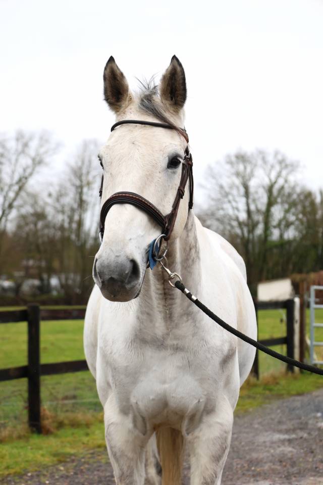 Gelding KWPN Dutch Warmblood For sale 2015 Grey