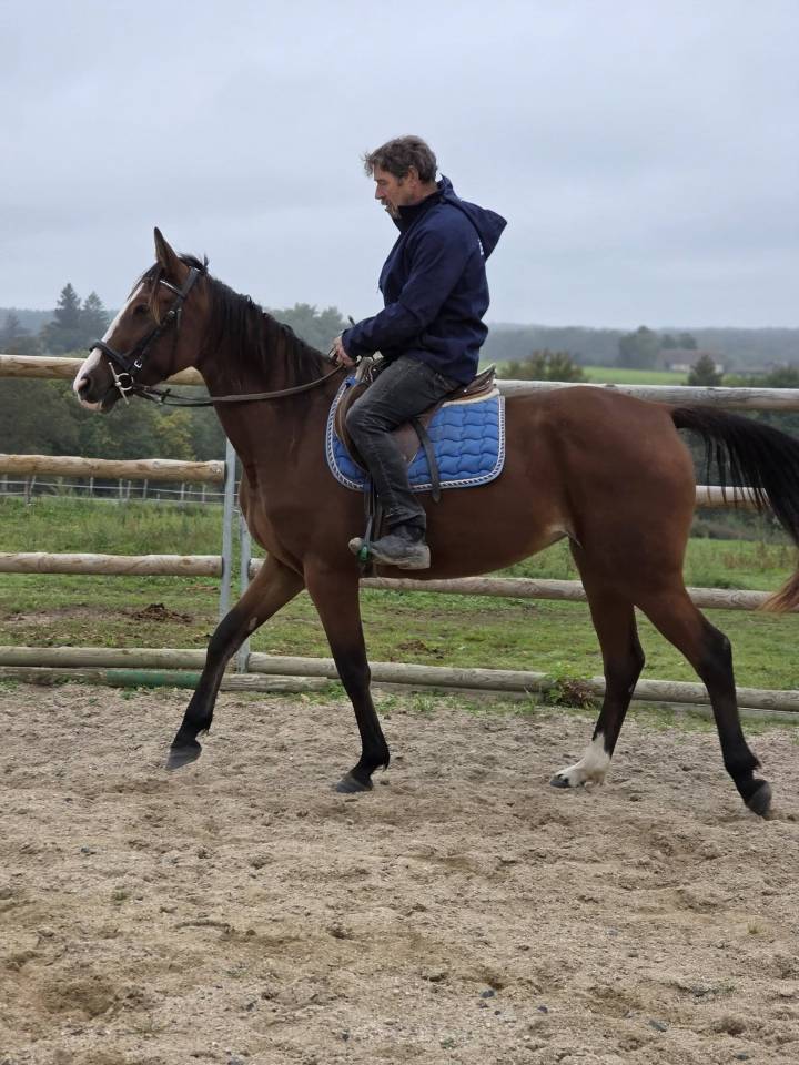 Mare French Trotter For sale 2022 Bay