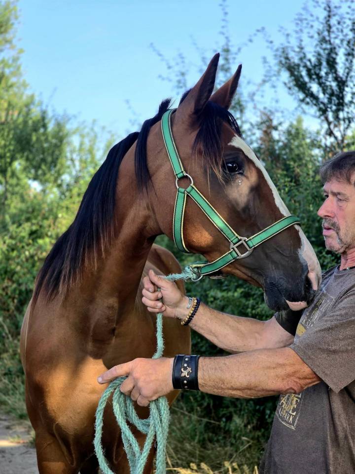 Mare French Trotter For sale 2022 Bay