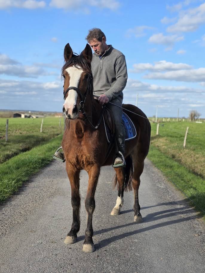 Mare French Trotter For sale 2022 Bay