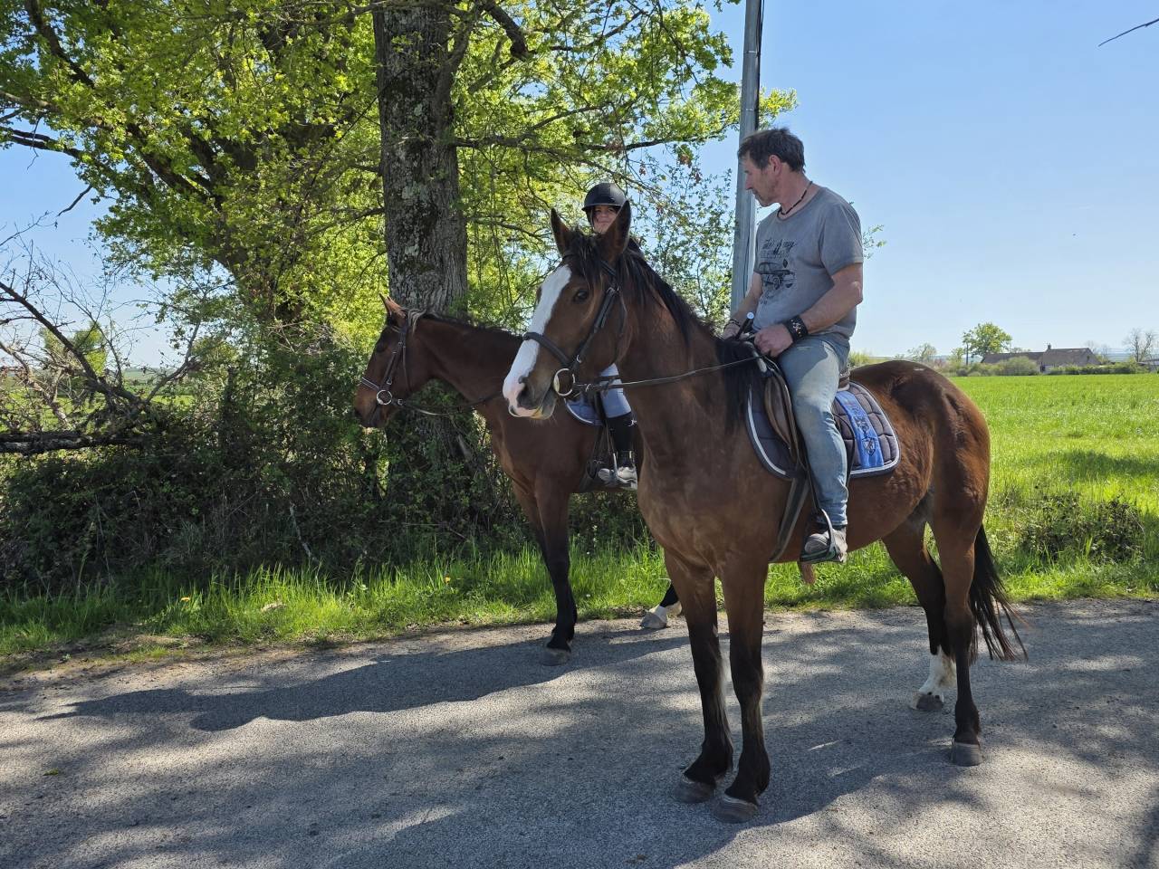 Mare French Trotter For sale 2022 Bay