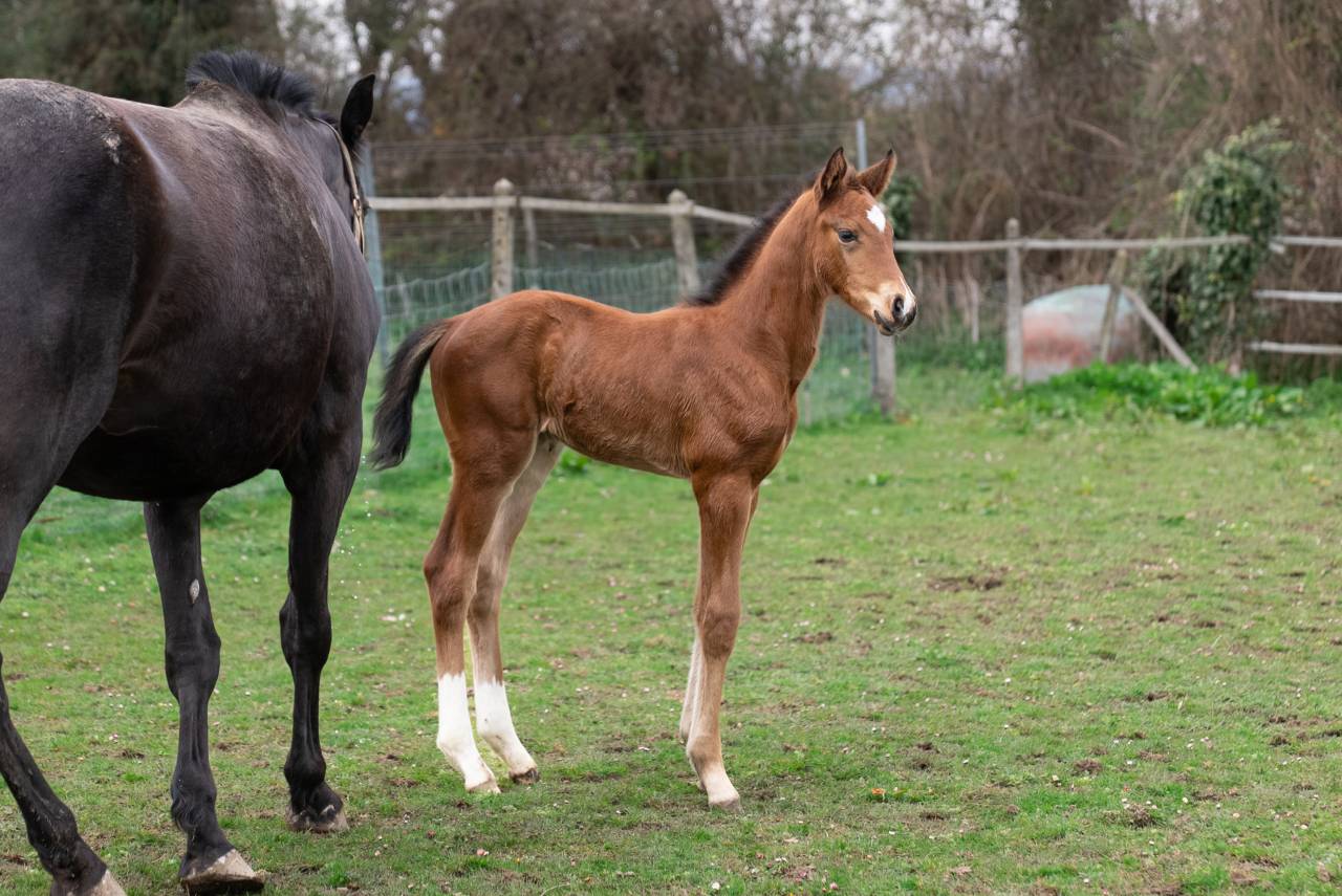 Colt Selle Fran&ccedil;ais For sale 2026 Bay