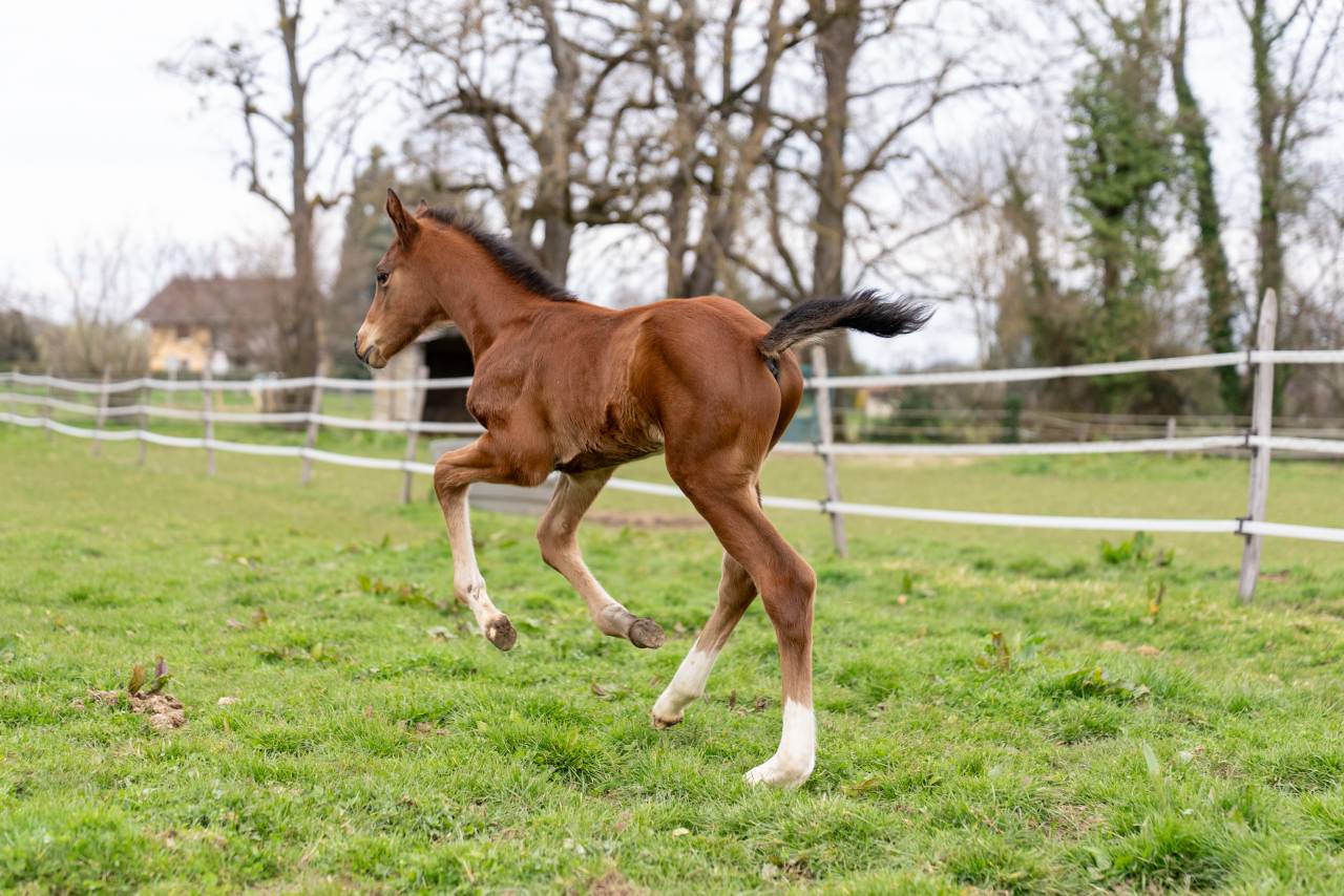 Colt Selle Fran&ccedil;ais For sale 2026 Bay
