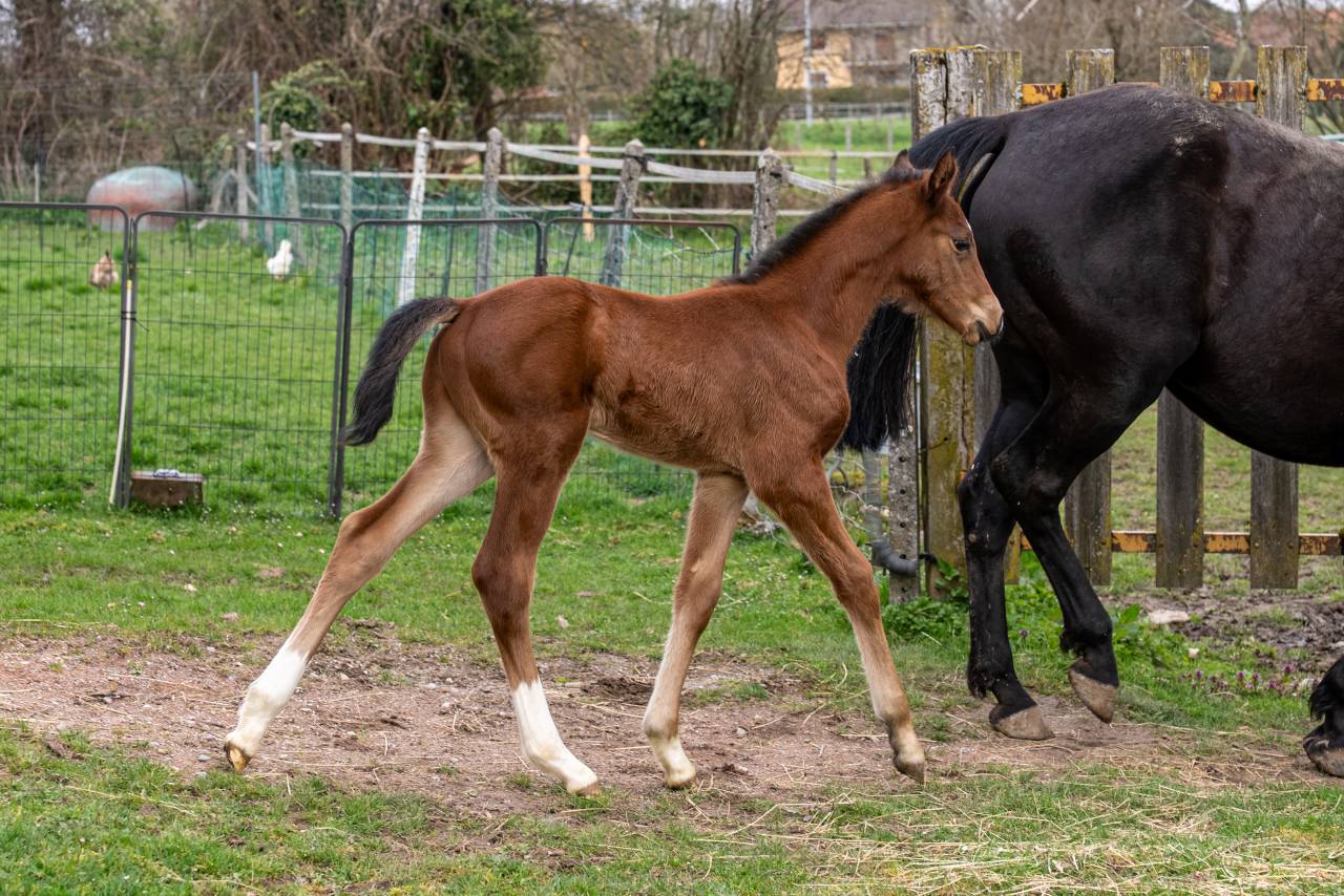 Colt Selle Fran&ccedil;ais For sale 2026 Bay