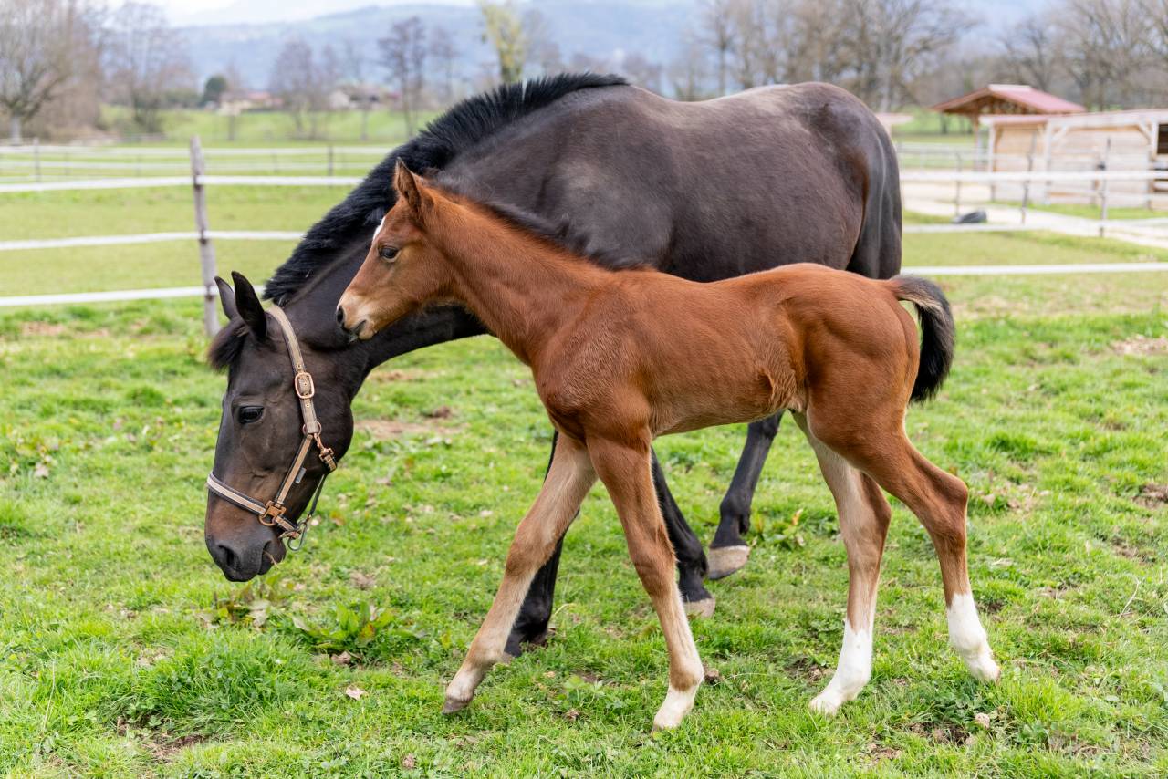 Colt Selle Fran&ccedil;ais For sale 2026 Bay
