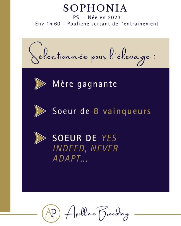 Broodmare Thoroughbred For sale 2023 Bay