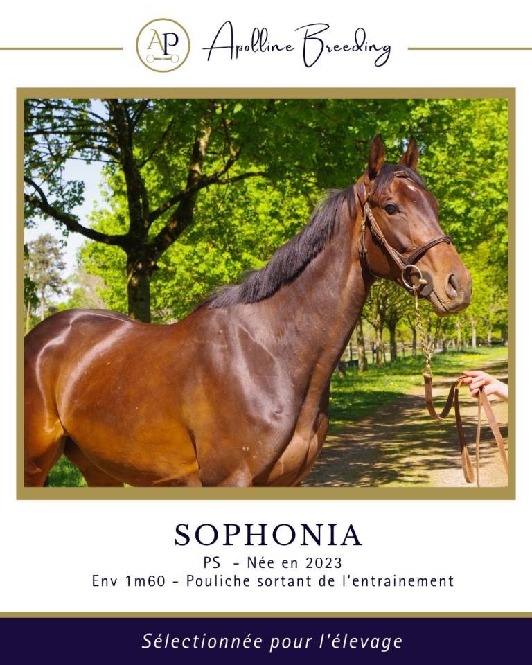 Broodmare Thoroughbred For sale 2023 Bay