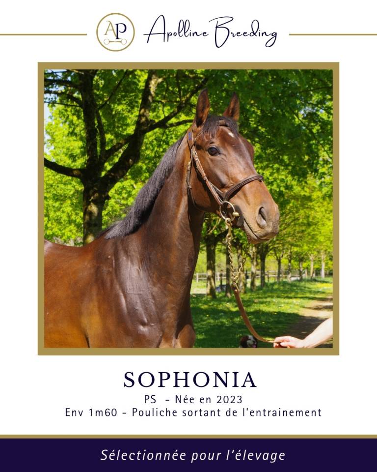 Broodmare Thoroughbred For sale 2023 Bay