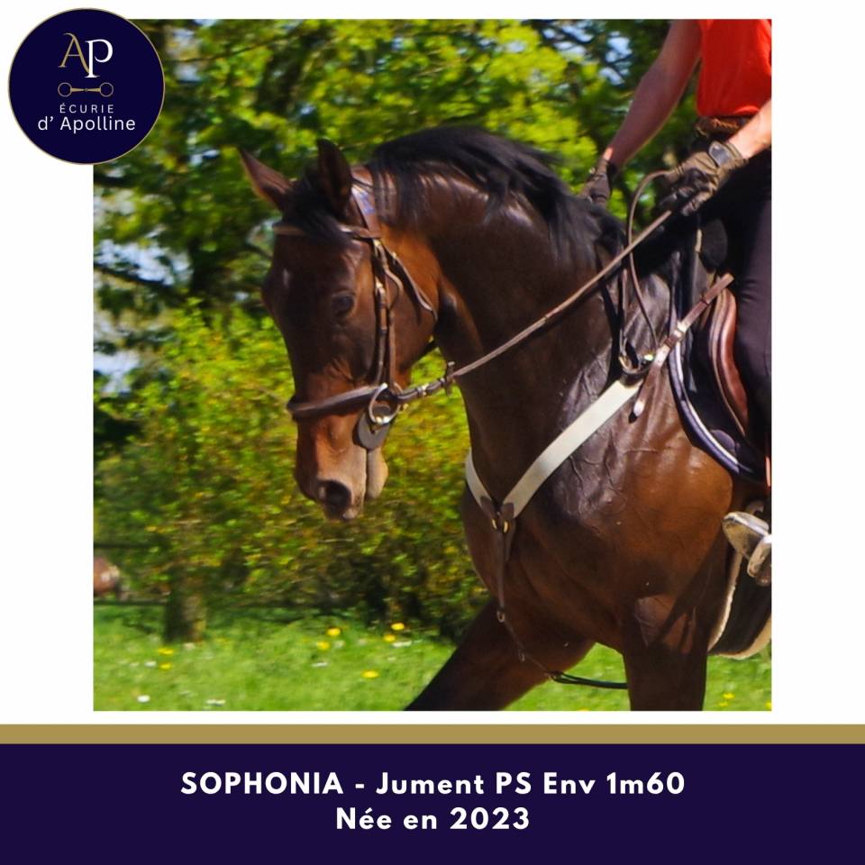 Mare Thoroughbred For sale 2023 Dark Bay