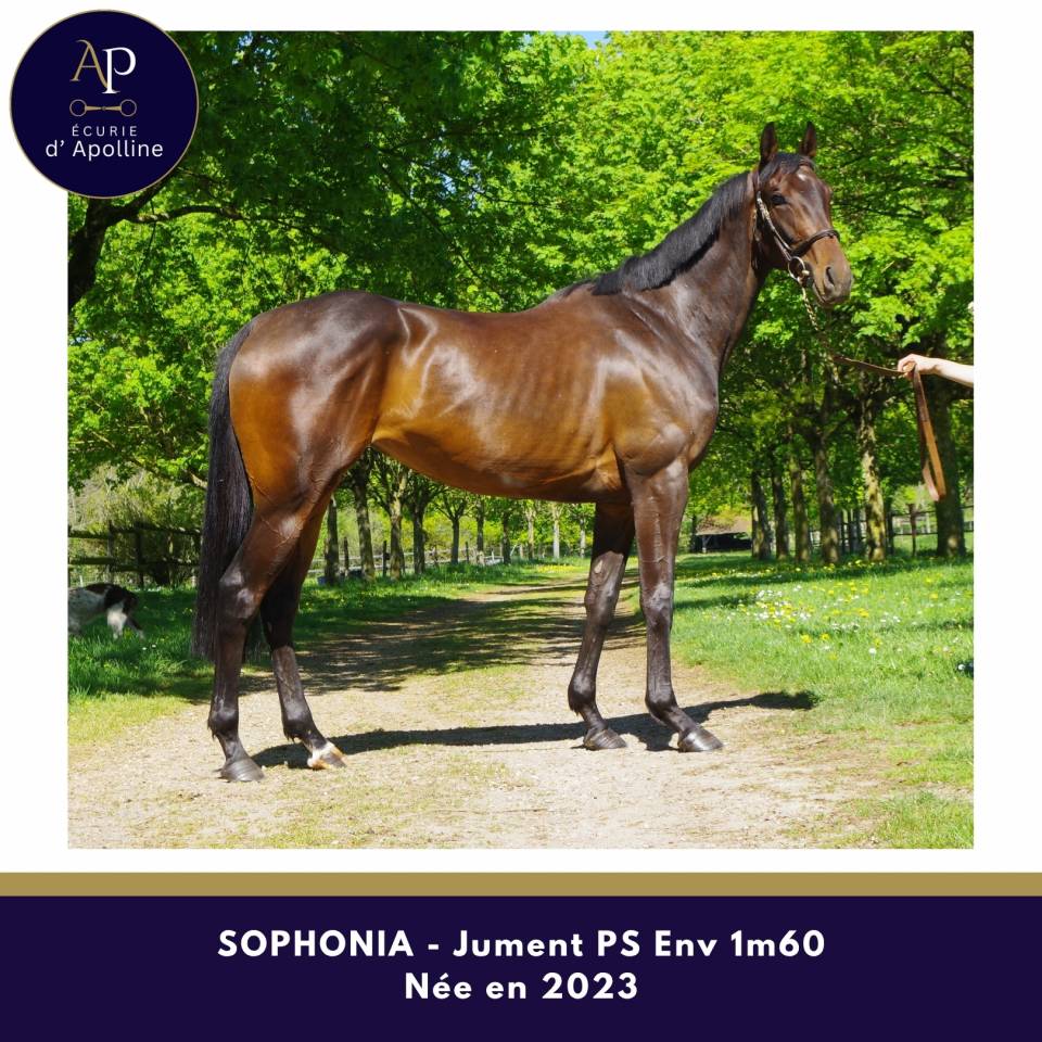 Mare Thoroughbred For sale 2023 Dark Bay