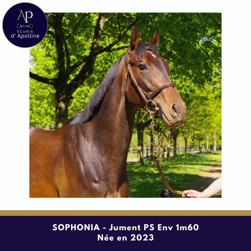 Mare Thoroughbred For sale 2023 Dark Bay