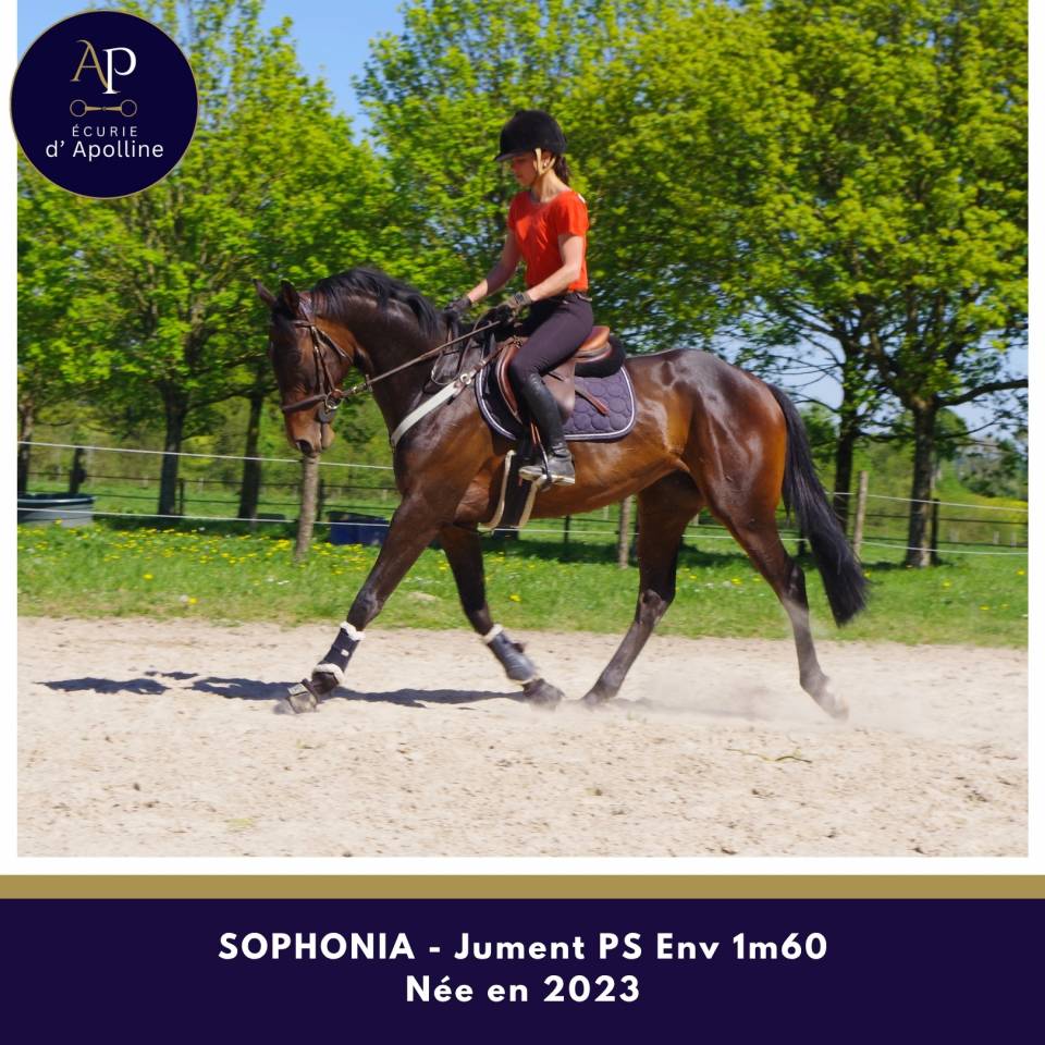 Mare Thoroughbred For sale 2023 Dark Bay