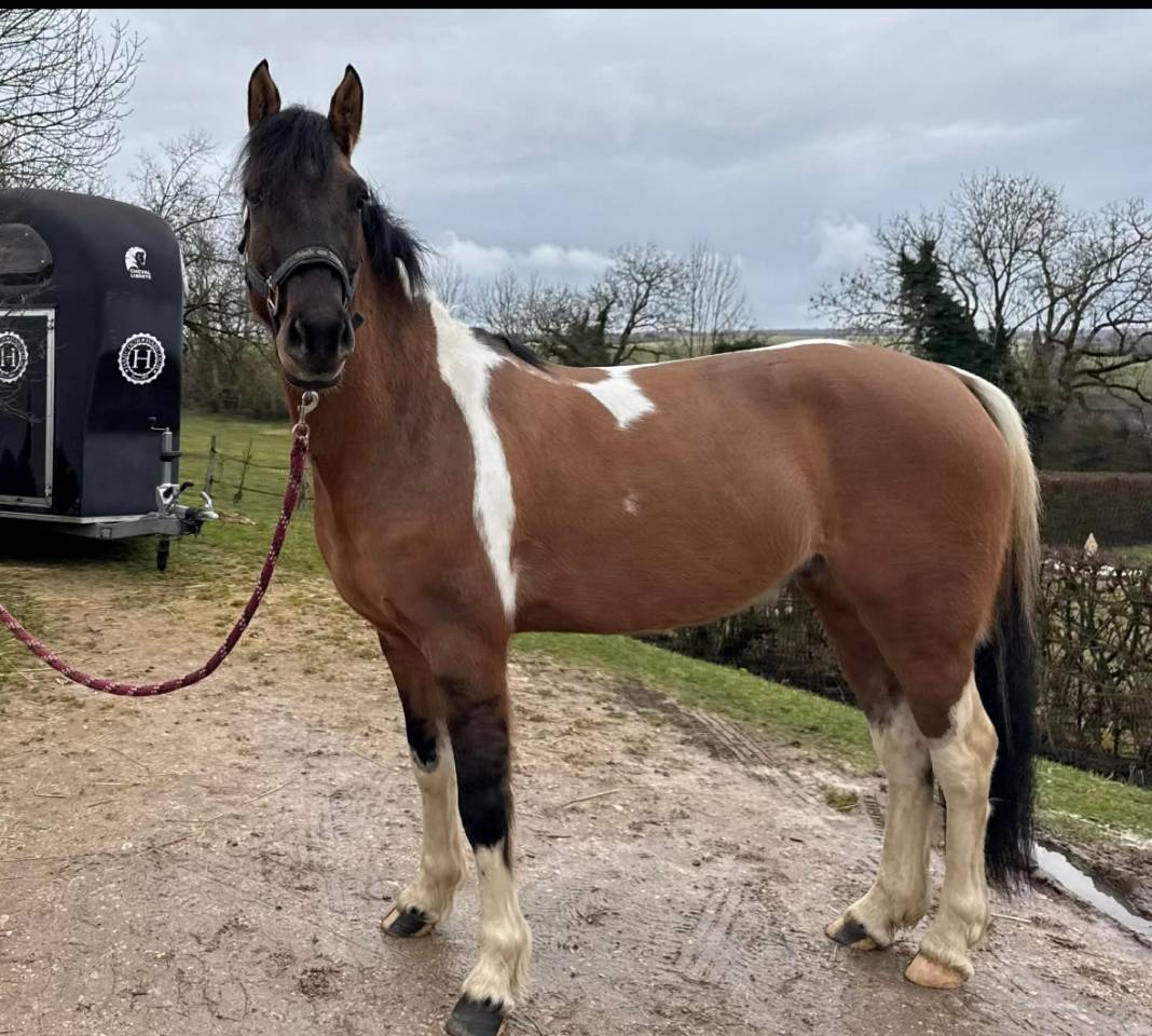 Gelding Welsh Part Bred For sale 2023 Coloured