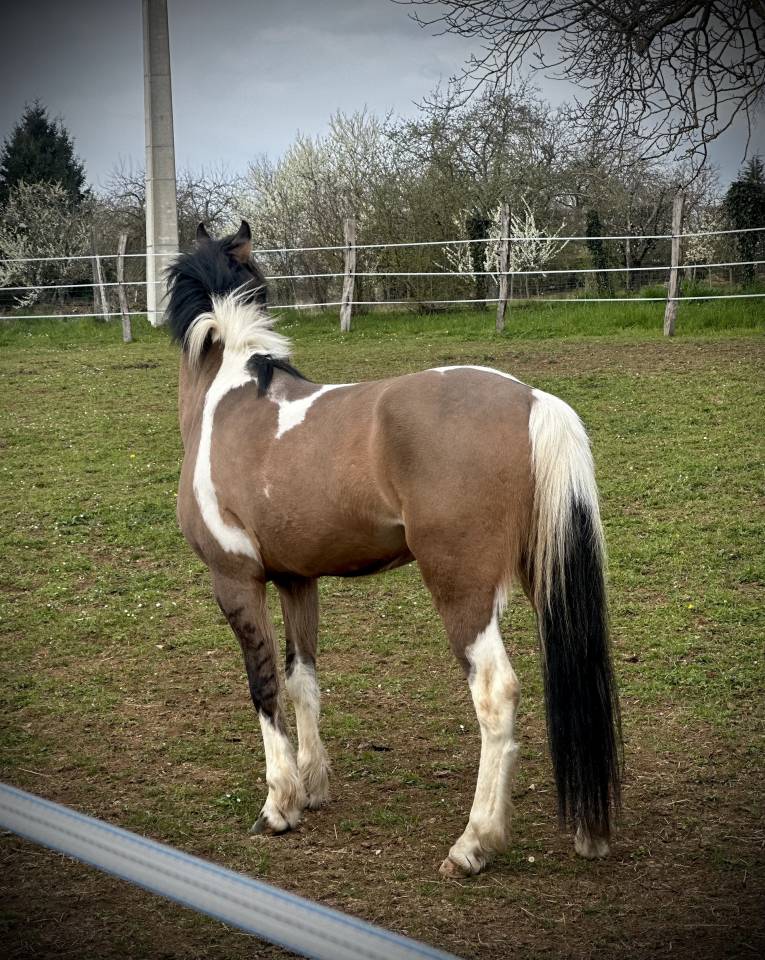 Gelding Welsh Part Bred For sale 2023 Coloured
