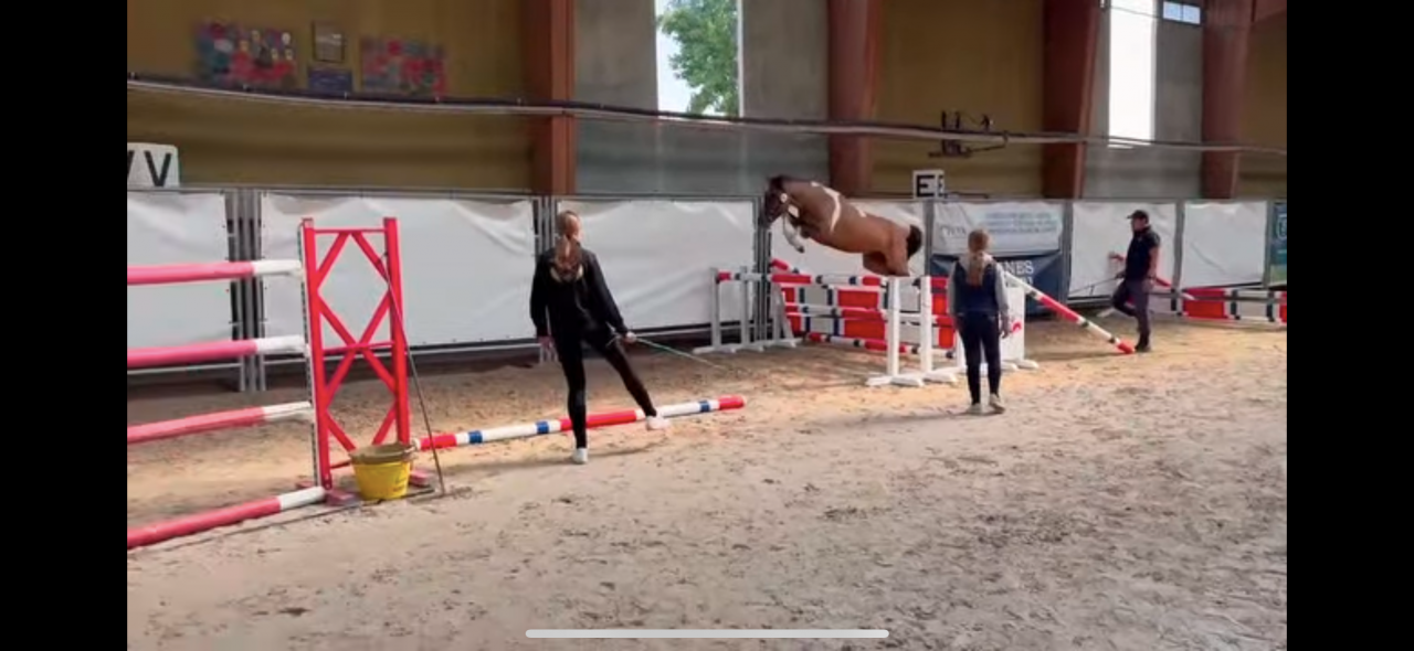 Gelding Welsh Part Bred For sale 2023 Coloured