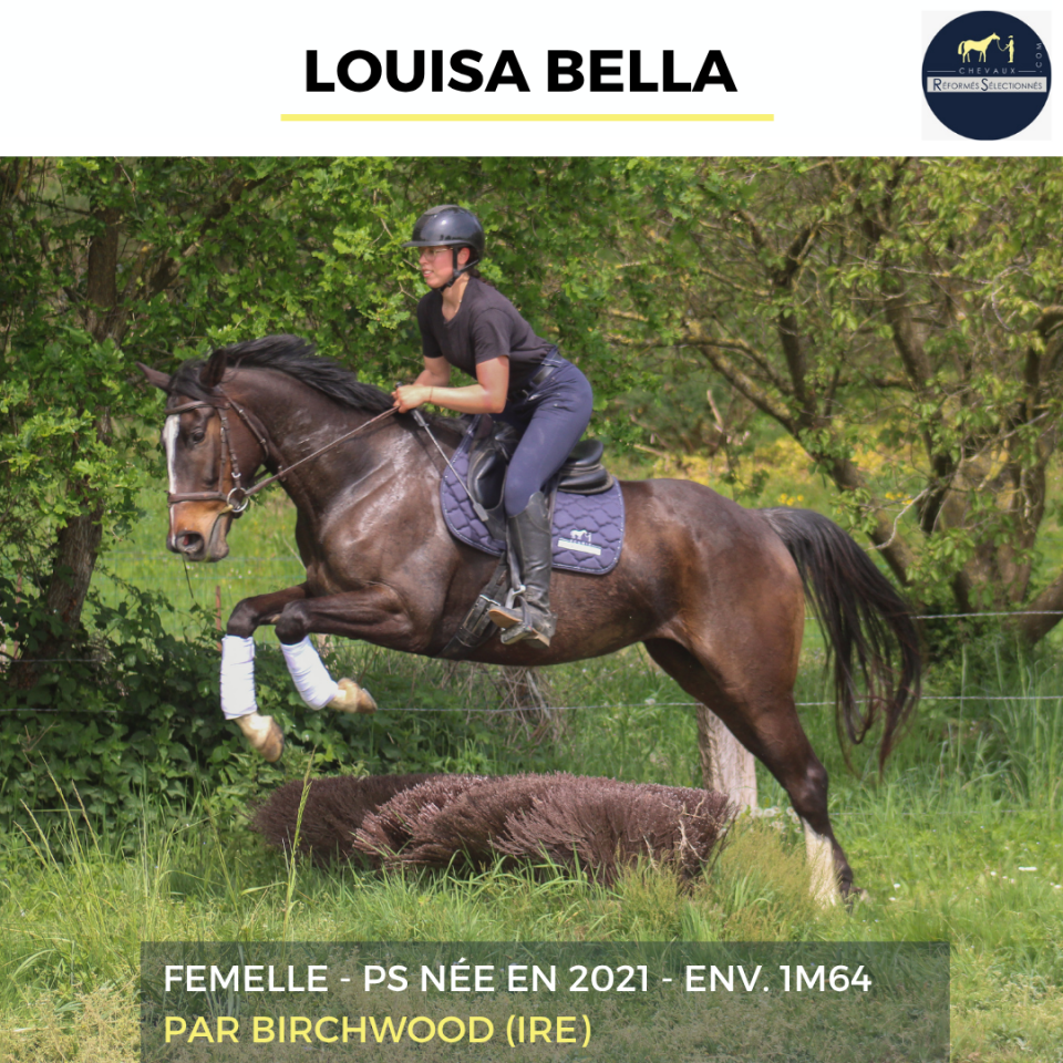 Mare Thoroughbred For sale 2021 Bay